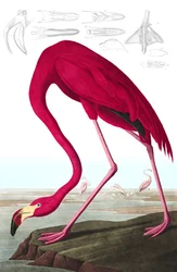 Flamenco americano, Phoenicopterus Ruber, de "Las aves de América" por John J. Audubon, pub. 1827-38 (grabado coloreado a mano)