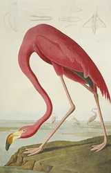 Flamenco americano, de "Las aves de América"