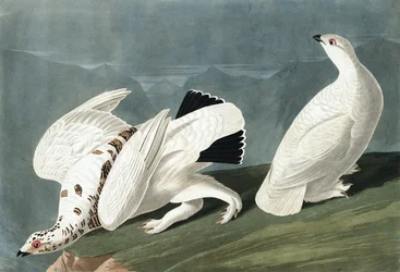 Lagópodo americano, Tetrao Mutus; lagópodo de cola blanca, Tetrao Leucurus, de «Las aves de América» de John J. Audubon, publicado en 1827-38