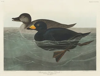 Pato negrón americano, de *Birds of America* (1827)