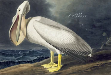 Pelícano blanco americano, Pelecanus Erythrorhynchos, de "Las aves de América" por John J. Audubon, pub. 1827-38