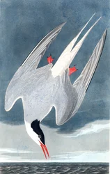 Charrán ártico, Sterna Paradisaea, de "Las aves de América" por John J. Audubon, pub. 1827-38