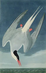 Charrán ártico, de 