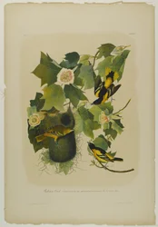 Oriol de Baltimore, impreso por Julien Bien y publicado por Roe Lockwood & Son, 1861