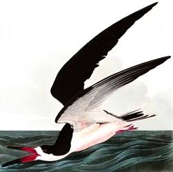 Rayador negro o pardela, Rhincops nigra, de «The Birds of America» de John J. Audubon, publicado en 1827-38