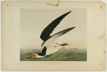 Rayador negro o pardela, impreso por Julien Bien y publicado por Roe Lockwood & Son, 1861
