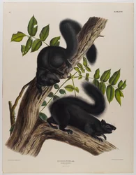 Ardilla negra