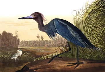 Grulla azul o garza, Ardea Coerulea, de "Las aves de América" por John J. Audubon, pub. 1827-38