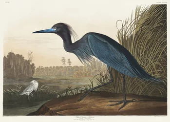 Grulla azul o garza, de *Birds of America* (1827)