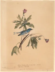 Reinita Azul y Amarilla