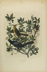 Zanate de cola de bote, impreso por Julien Bien y publicado por Roe Lockwood & Son, 1861