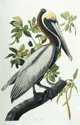 Pelícano pardo, 1835
