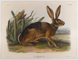 Liebre de California, 1847