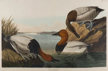 Pato de espalda de lona