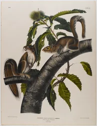 Ardilla gris de Carolina