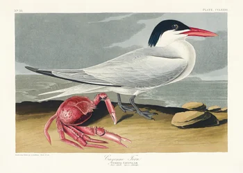 Charrán de Cayena, de *Birds of America* (1827)