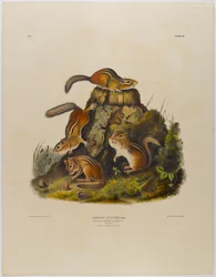 Ardilla rayada