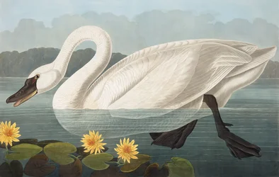 Cisne americano común, Cygnus Americanus, de "The Birds of America" por John J. Audubon, pub. 1827-38