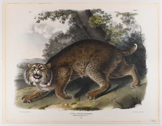 Gato montés americano común