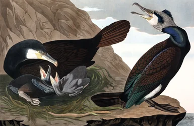 Cormorán común, Phalacrocorax Carbo, de Las Aves de América por John J. Audubon, pub. 1827-38