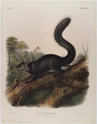 Ardilla oscura