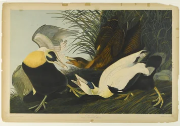 Pato eider, impreso por Julien Bien y publicado por Roe Lockwood & Son, 1861