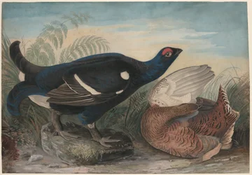 Gallos lira ingleses
