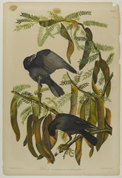 Cuervo pescador, impreso por Julien Bien y publicado por Roe Lockwood & Son, 1861