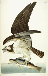 Águila pescadora, 1830
