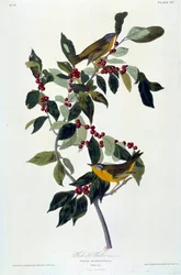 Flores y Pájaros Pintura en seda de John James Audubon (1780-1851) (ec.am.) 1826-1830. París, B.N.