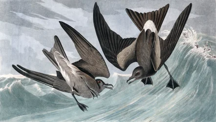 Petrel de cola bifurcada, Thalassidroma Leachii, de "Las aves de América" por John J. Audubon, pub. 1827-38