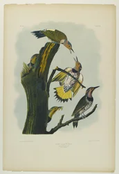 Pájaro carpintero de alas doradas, impreso por Julien Bien y publicado por Roe Lockwood & Son, 1861