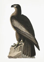Águila marina americana, de *Birds of America* (1827)