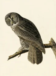 Búho ceniciento grande, Strix Nebulosa, de "Las aves de América" por John J. Audubon, pub. 1827-38