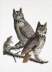 Búho cornudo, de *Birds of America* (1827)