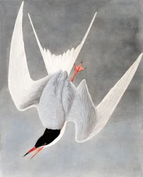 Charrán grande, Sterna Hirundo, de "The Birds of America" por John J. Audubon, pub. 1827-38