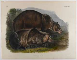 Oso grizzly