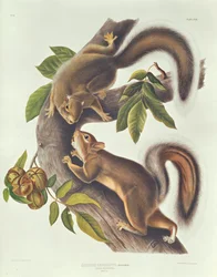 Ardilla Liebre (Sciurus Leoporinus)