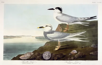 Charrán de Havell y Charrán de Trudeau, 1838