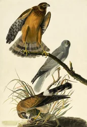 Aguilucho pálido, Circus Cyaneus, de "The Birds of America" por John J. Audubon, pub. 1827-38