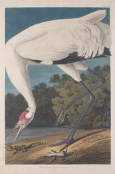 Grulla trompetera, 1834