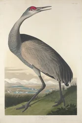 Grulla trompetera, 1835