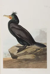 Ilustración de 