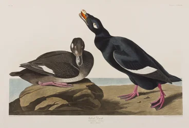 Ilustración de 
