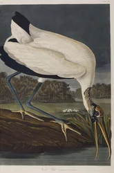 Ilustración de 
