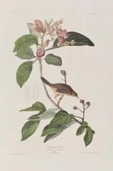 Ilustración de 