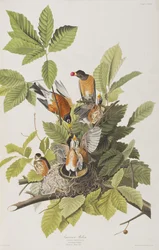 Ilustración de 