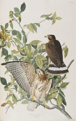 Ilustración de 