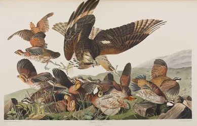 Ilustración de 