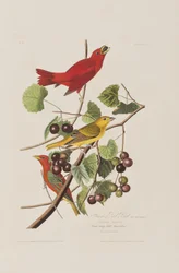 Ilustración de 